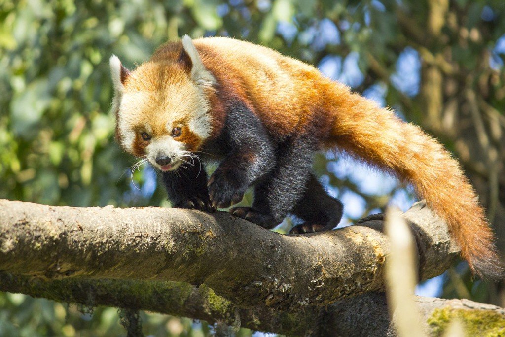 Red Panda photo.